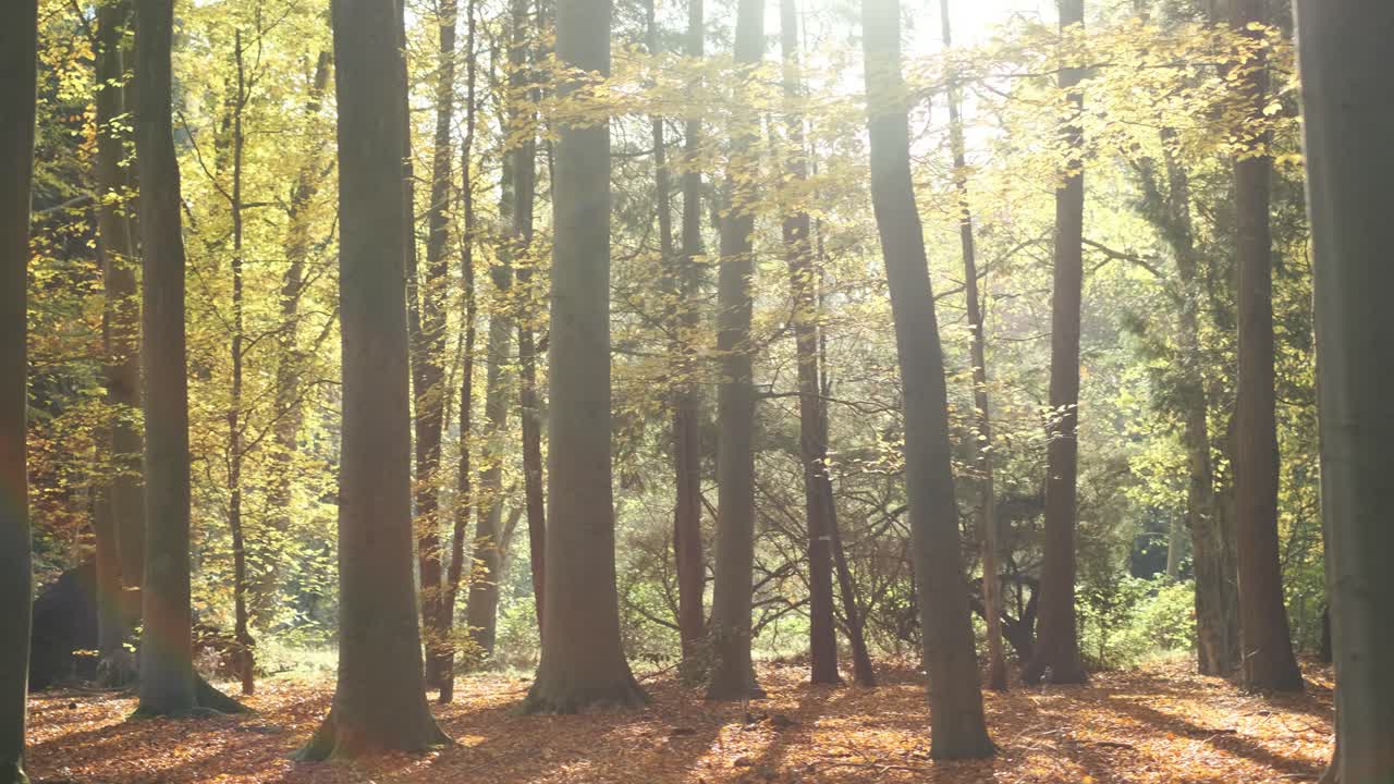 árboles en el bosque durante el otoño en 4k panorámica de izquierda a derecha