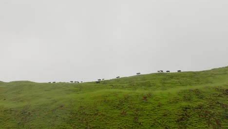 herd of black cows moving at the top of green mountain - static cinematic shot