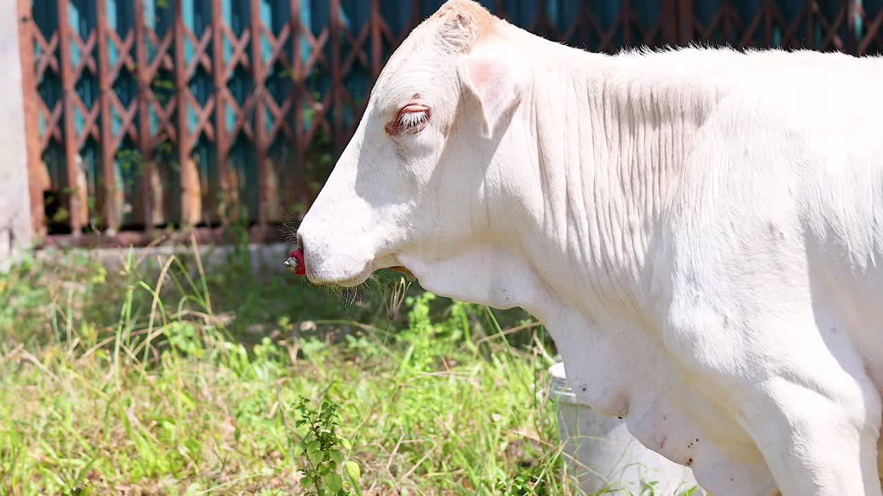 A white cow walks through a grassy field in Phuket, Thailand, under bright sunlight, showcasing serene rural life