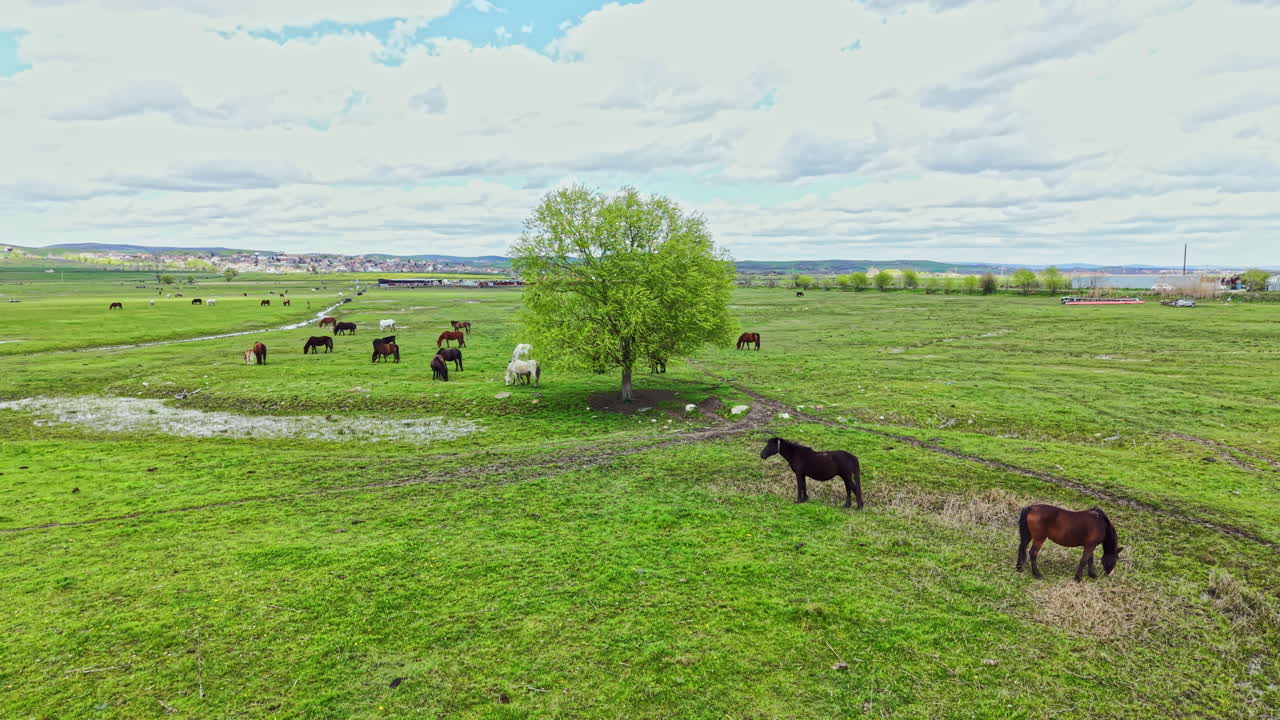 Cavalli pascolano in un ampio campo verde, vicino a un grande albero, sotto un cielo nuvoloso, di giorno, in una zona rurale.