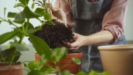 Female-gardener-uprooting-Schefflera-arboricola-plant