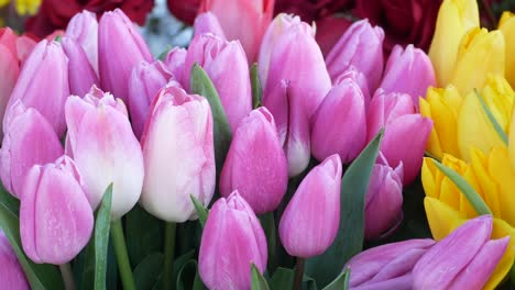 beautiful pink and yellow tulips
