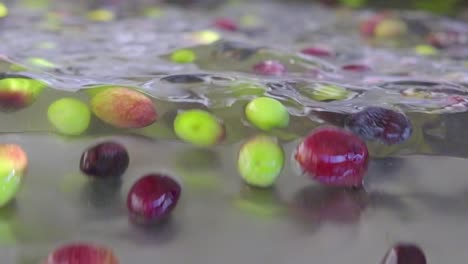 images of washing the olives before they are processed in the olive oil factory