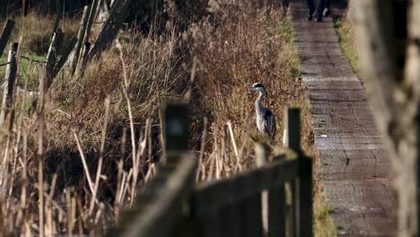 Grey-Heron,-Bird-Standing-By-Boardwalk,-Slow-Motion,-Wildlife,-Nature,-Heat-Haze