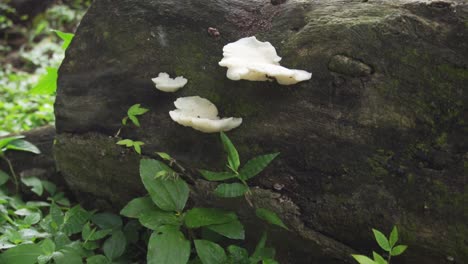 hongo blanco en el lado de la corteza de un árbol muerto