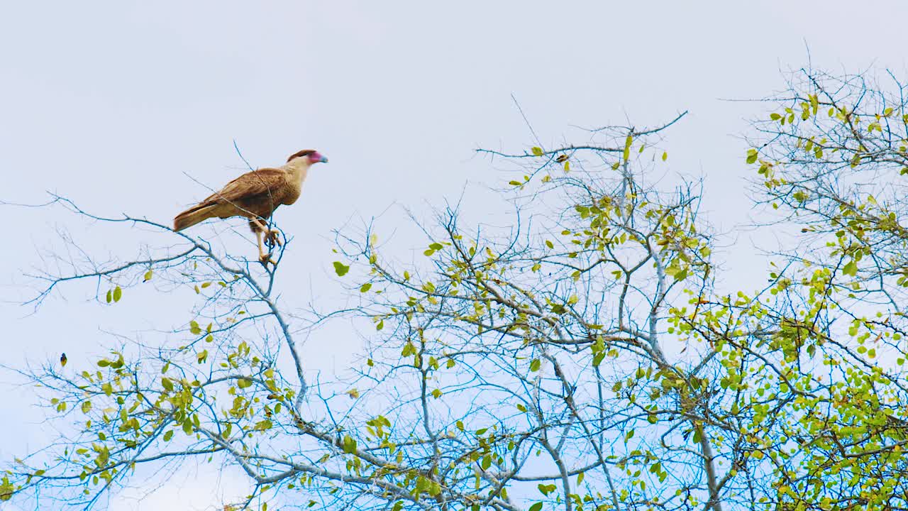 vi un hermoso pájaro caracara sentado en las delgadas ramas de un árbol contra el cielo azul claro en curacao.