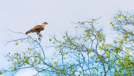 Vio-Un-Hermoso-Pájaro-Caracara-Sentado-En-Las-Ramas-Delgadas-De-Un-árbol-Contra-El-Cielo-Azul-Claro-En-Curacao