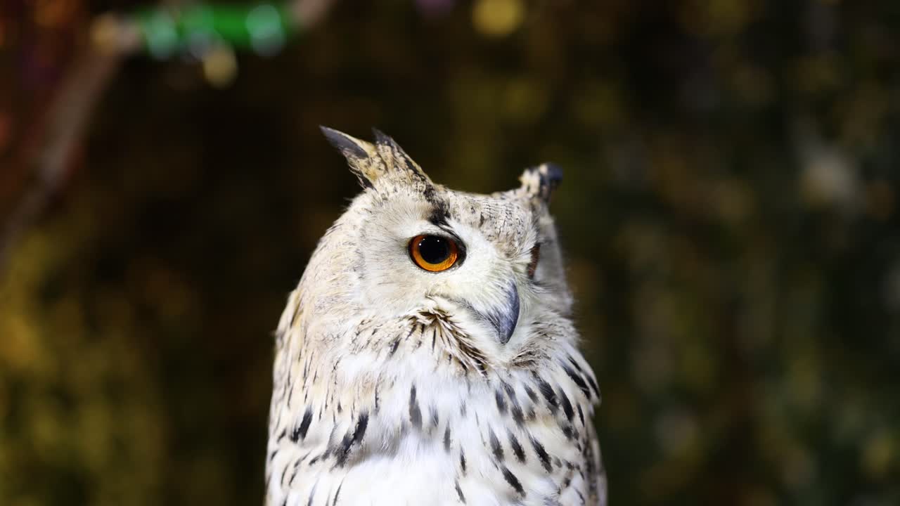 un búho gira la cabeza en un entorno natural.