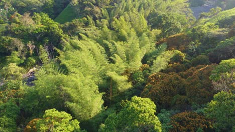 Aerial-view-of-the-breathtaking-lush-tropical-jungle-in-Colombia,-ecosystem