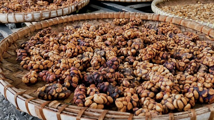 Close-up of the famous Kopi Luwak coffee beans drying in the basket