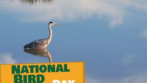 animación del texto del día nacional de las aves sobre el pájaro en el lago