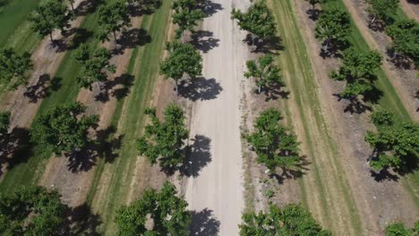 Drone-Sobrevuela-Un-Huerto-De-Manzanos-Durante-El-Verano