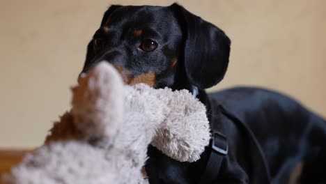 Miniaturdachshund,-Der-Hinter-Seinem-Teddybären-In-Die-Kamera-Blickt