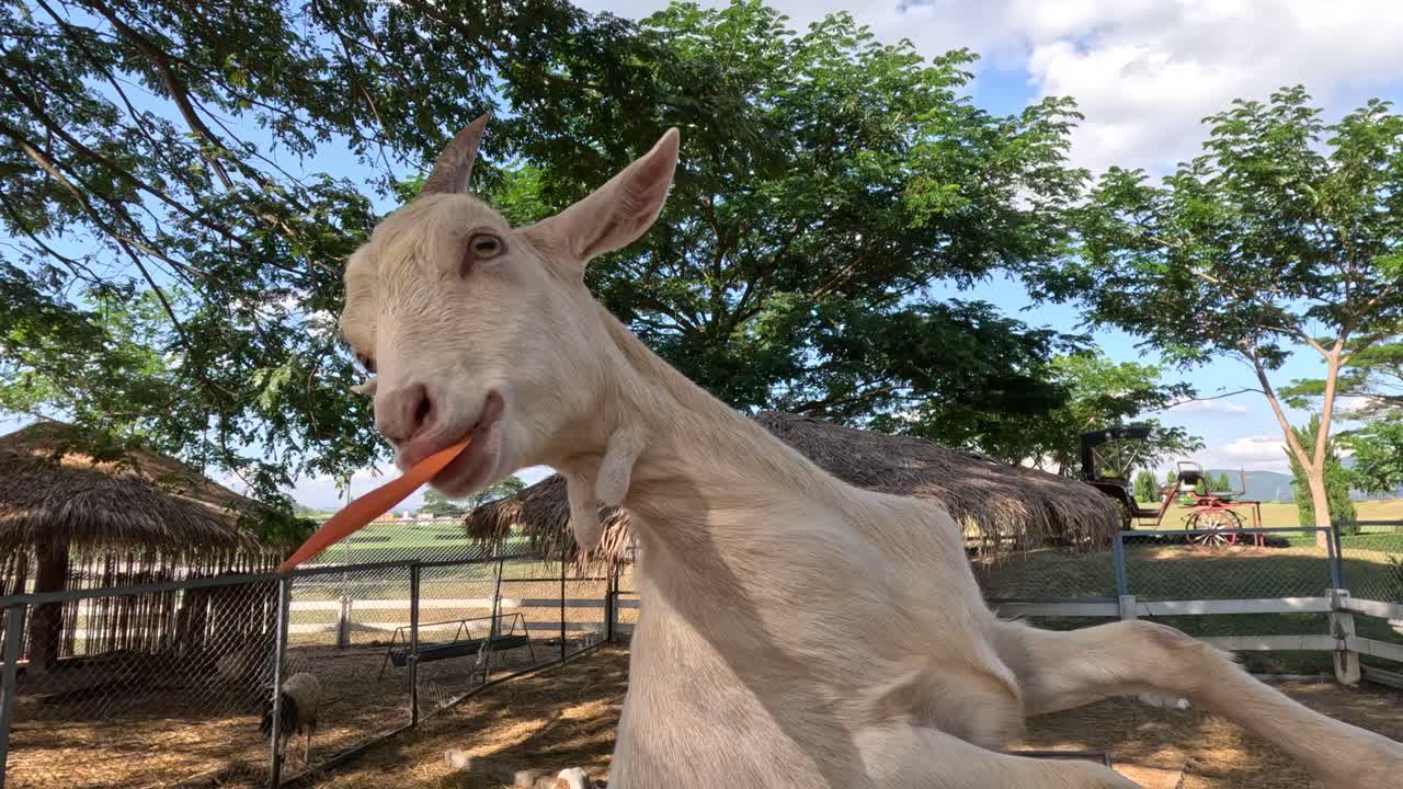 cabra siendo alimentada con una zanahoria a mano.