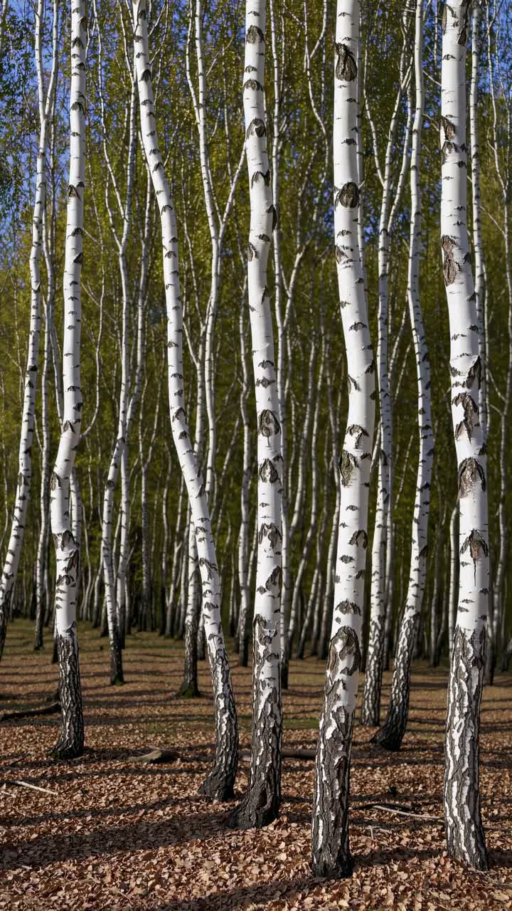 Vertical shot of a birch forest with tall, slender trees and white bark, capturing a serene, natural