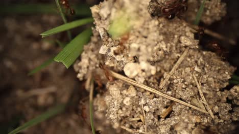 top down static shot of a disturbed fire ant mound, grass sticking out of the dirt