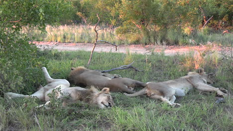 lions sleep in the grass in the national reserve, with one raising its head