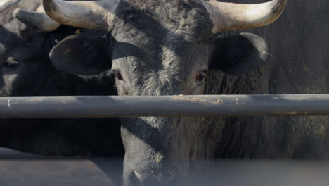 a rank texas bull looks up at the camera from behind metal chute bars