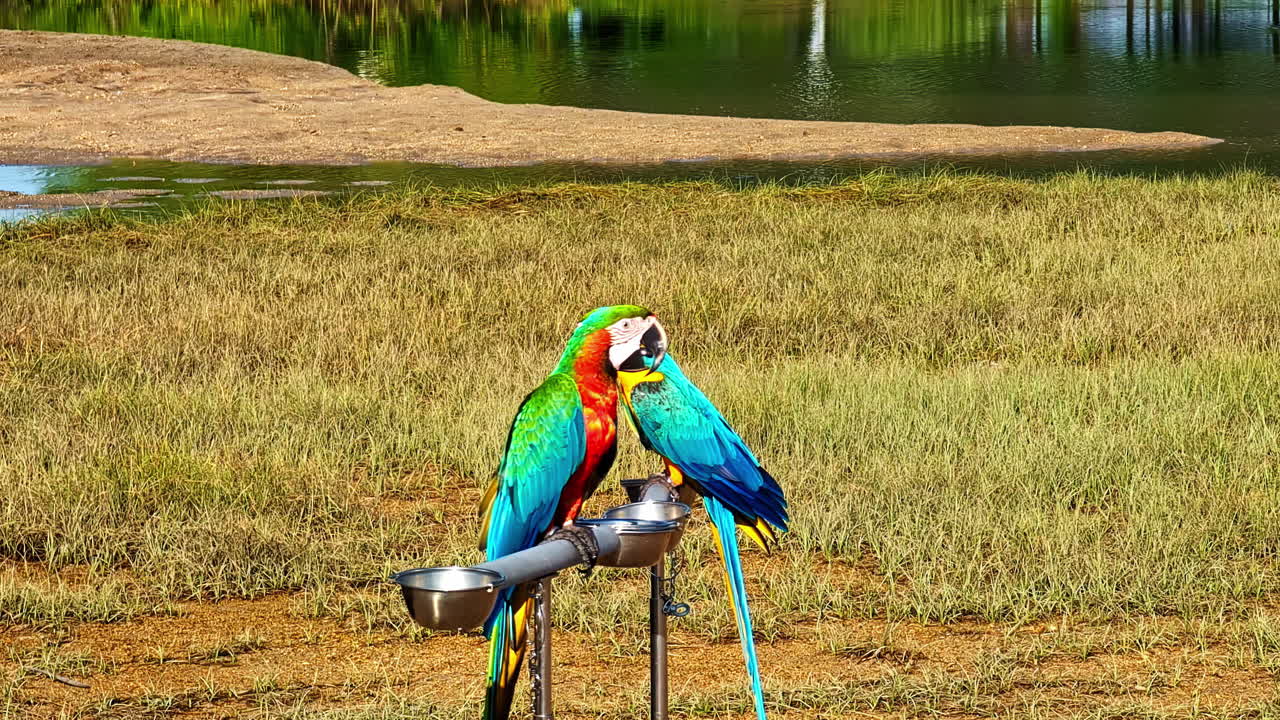 Vibrant macaw parrots perched on a metal stand in Kuta Selatan Bali