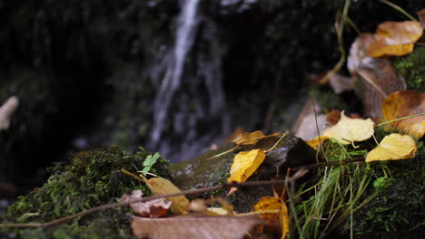 Hojas-De-Otoño-Amarillas-Doradas-Descansando-Sobre-Rocas-Con-Agua-Que-Fluye-En-El-Fondo