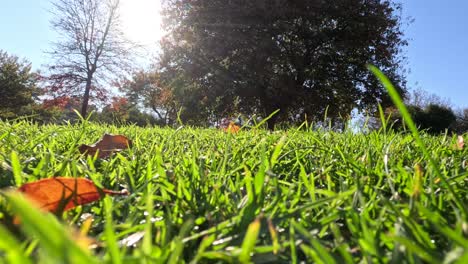 leaves fall on grass in autumn sunlight