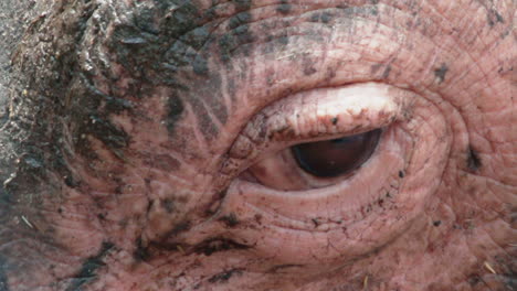 close-up-shot-of-hippopotamus-eye,-first-closed,-then-opens