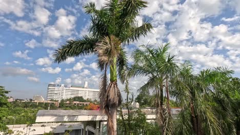 palm trees swaying, clouds moving over urban skyline.