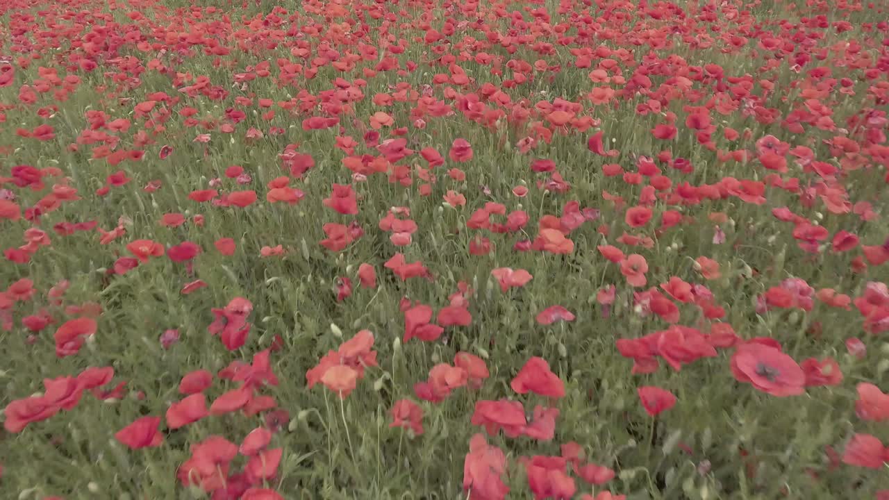 Free stock video - Drone shot low flight over a field of poppy in d-log ...