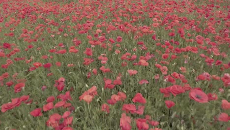 Drone-shot-low-flight-over-a-field-of-poppy-in-D-log.-Cloudy-afternoon-in-France