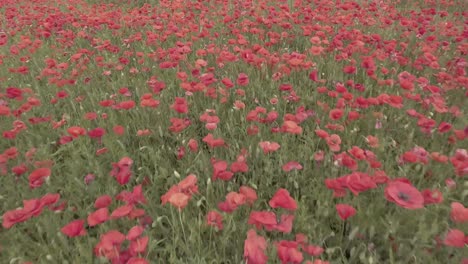 drone shot low flight over a field of poppy in d-log. cloudy afternoon in france