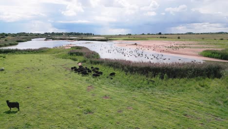 Aerial-video-footage-captures-the-saltwater-marshlands-along-the-Lincolnshire-coast,-featuring-seabirds-in-flight-and-on-the-lagoons-and-inland-lakes