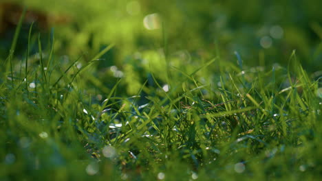 Nasser-Grüner-Rasen-Herbstmorgen-Aus-Nächster-Nähe.-Frisches,-üppiges-Gras-Bedeckt-Mit-Klarem-Tau.