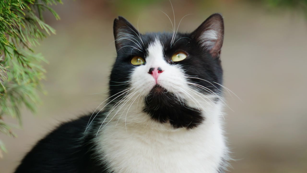 Primo piano di un gatto tuxedo con un caratteristico manto bianco e nero, occhi giallo-verdi brillanti e un naso rosa.