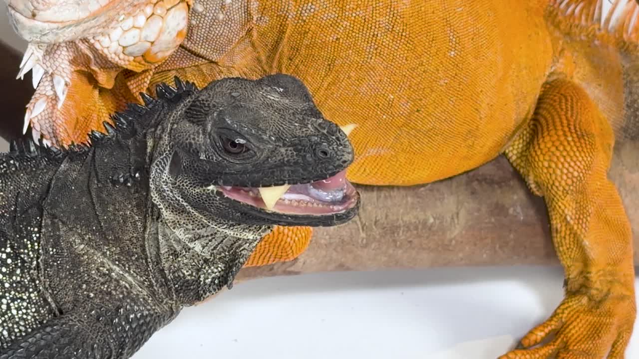 Primo piano in studio di un'iguana nera che mastica una mela accanto a un'iguana arancione, movimento minimo della fotocamera