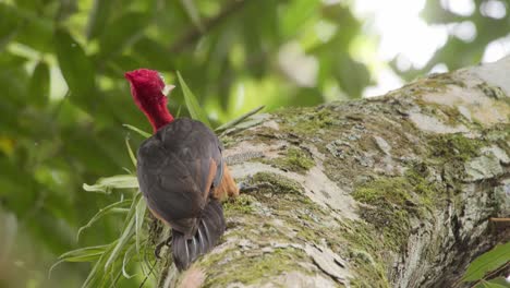 pájaro carpintero de cabeza roja escalando un árbol amazónico en busca de comida - seguimiento de trípode