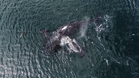 Ballenas-Francas-Australes---Madre-Ballena-Y-Su-Cría-Jugando-Y-Girando-En-La-Superficie-Del-Agua---Aérea-De-Arriba-Hacia-Abajo,-Cámara-Lenta