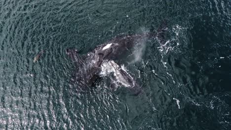 ballenas francas australes - madre ballena y su cría jugando y girando en la superficie del agua - aérea de arriba hacia abajo, cámara lenta