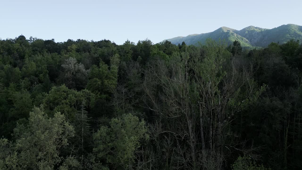 Lush vegetation covers the undulating landscape, creating a tapestry of green under a serene blue sky, showcasing the natural beauty of a mediterranean forest