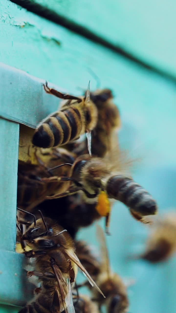 Slow motion of honey bees flying around beehive. Bees swarming near hole of wooden beehive. Vertical video