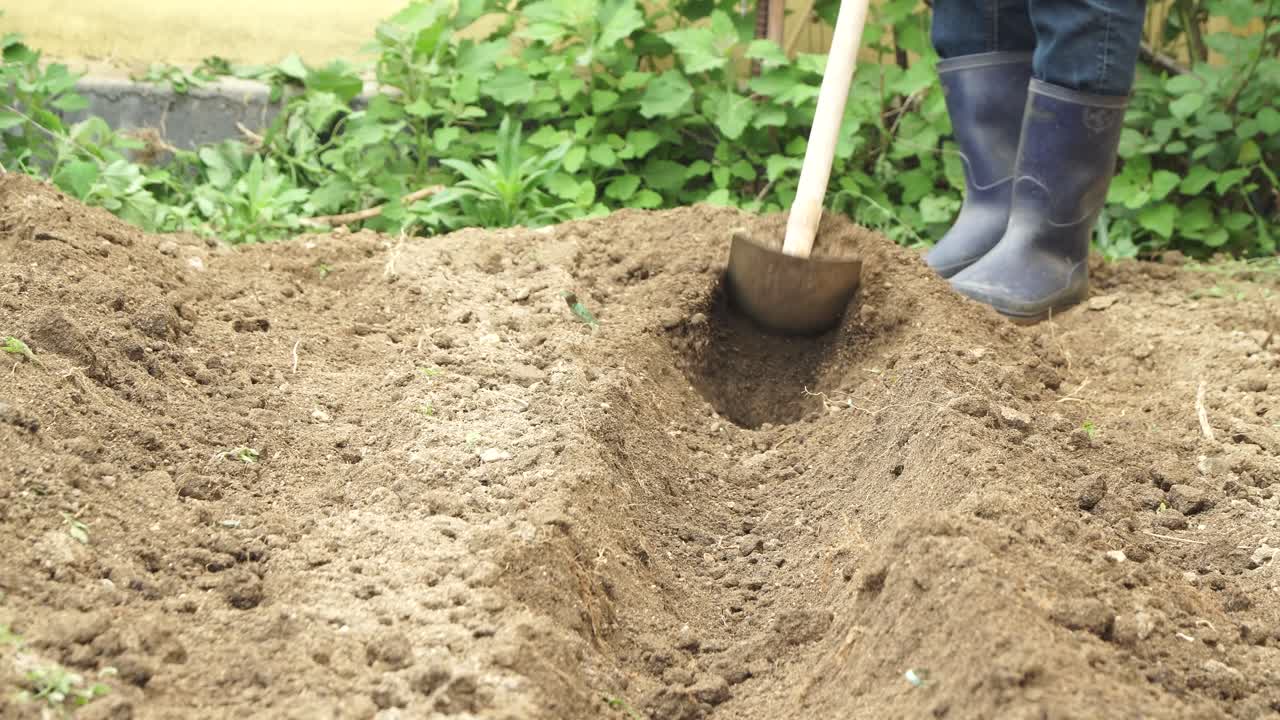 agricultor preparando suelo para brotes de plántulas