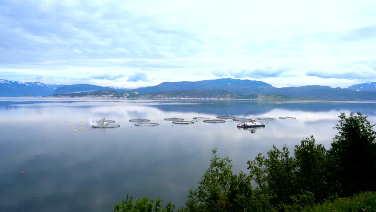 연어 농장  ⁇ 시