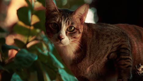 Cute-curious-cat-climbing-down-the-tree-trunk