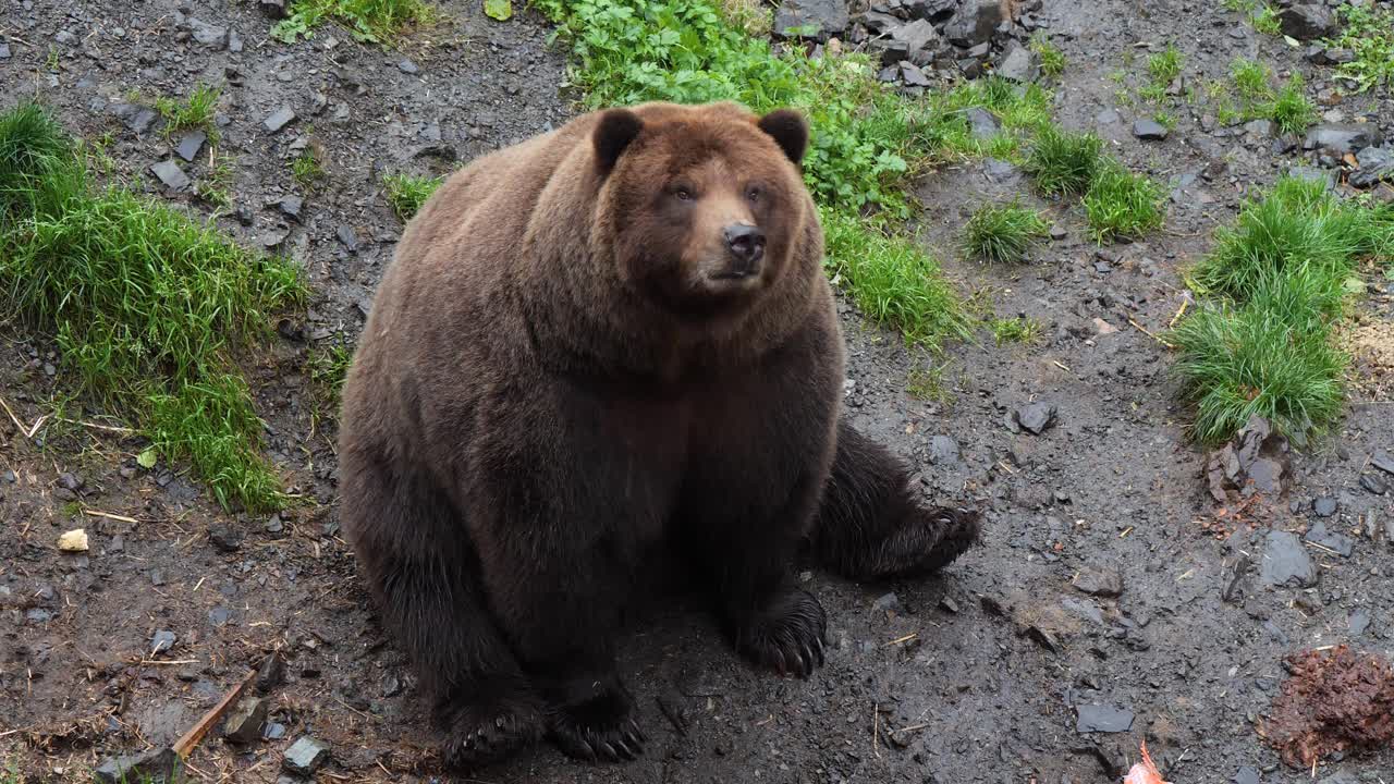 Orso bruno seduto che fa una faccia buffa, Alaska.