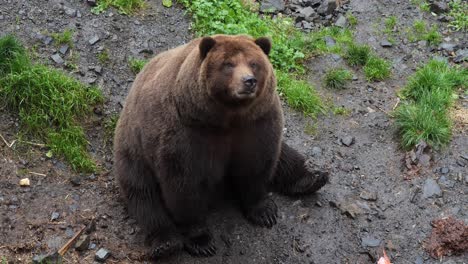 Oso-Pardo-Sentado-Y-Haciendo-Cara-Graciosa,-Alaska