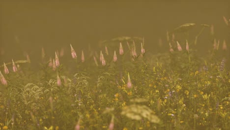 Wilde-Feldblumen-Im-Tiefen-Nebel