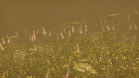 flores silvestres de campo en la niebla profunda
