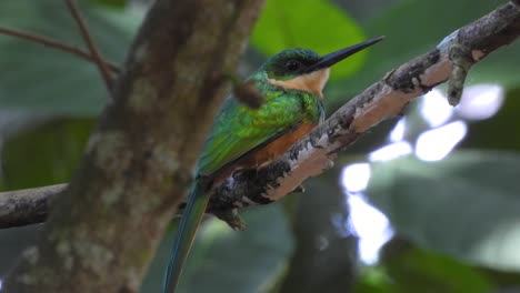 Nahaufnahme-Eines-Tropischen-Smaragdgrünen-Jacamar-Vogels,-Der-Auf-Einem-Vogelbeobachtungsposten-In-Südamerika-Thront