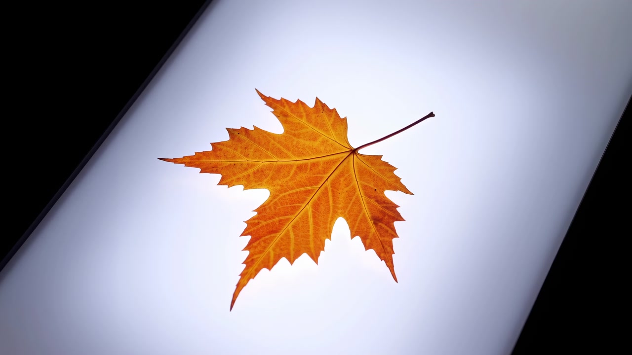 Nahaufnahme eines einzelnen orangefarbenen Ahornblatts, das nahe der Mitte einer leuchtend weißen Oberfläche liegt, umrahmt von dunklen Ecken und sanfter Hintergrundbeleuchtung für einen klaren, minimalistischen Look.