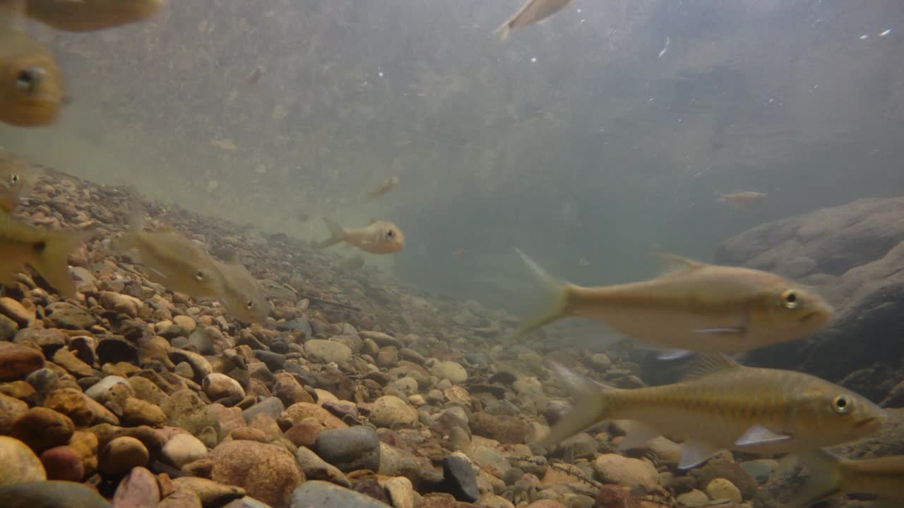 kaeng krachan 국립 공원은 많은 환상적인 야생 동물의 서식지이며 개울은 동물이 마시고 물고기가 헤엄칠 수 있는 신선한 물의 생명원입니다.