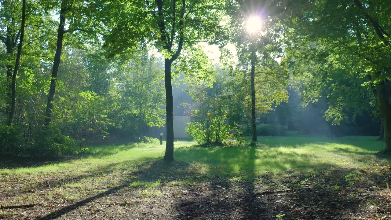 빛 이 비치는 숲 의 장면